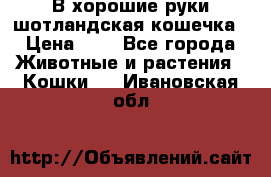 В хорошие руки шотландская кошечка › Цена ­ 7 - Все города Животные и растения » Кошки   . Ивановская обл.